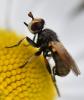 Thecophora distincta